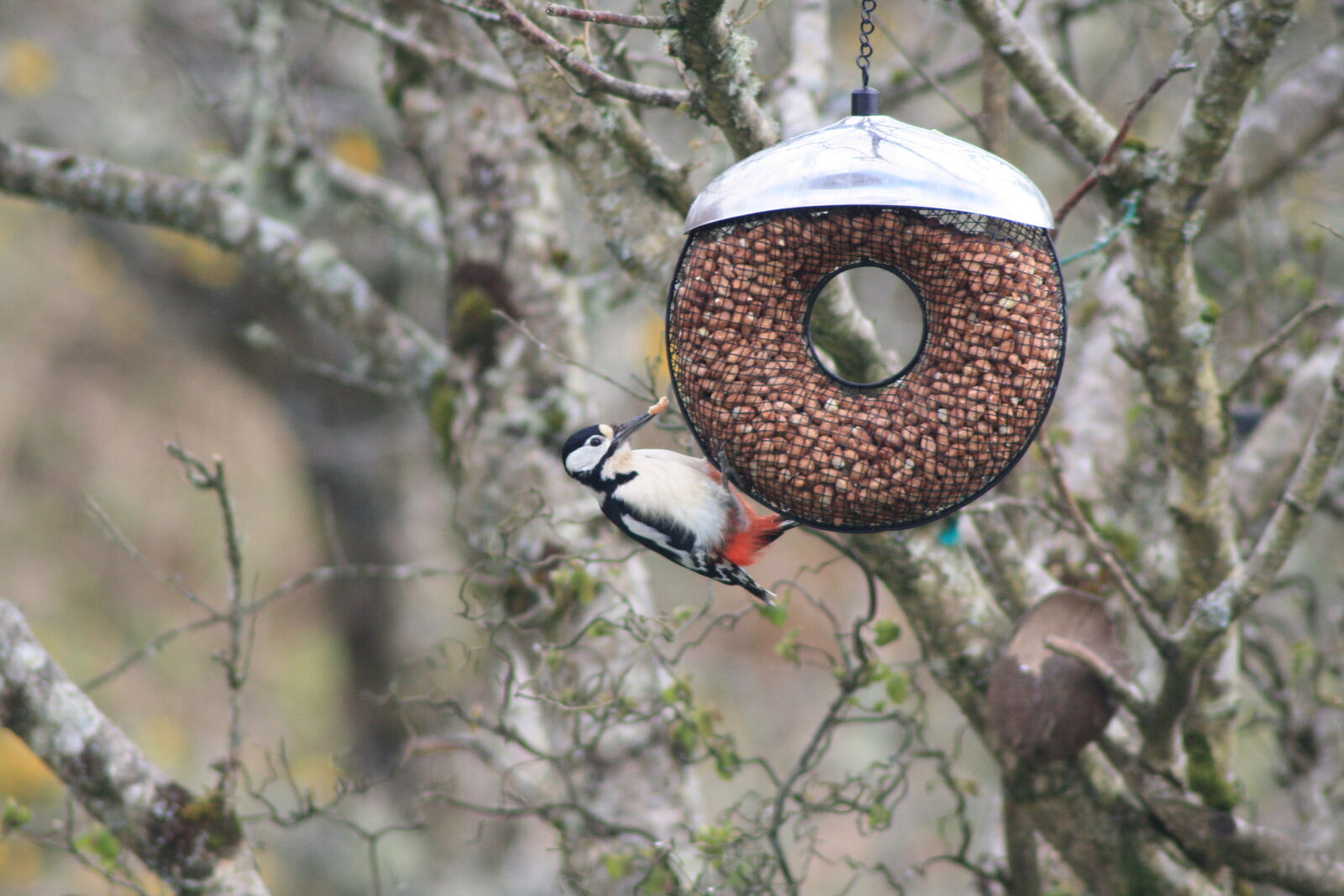 A great spotted woodpecker on a bird feeder in the woodland around Kittiwake